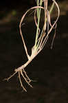 Silver beardgrass